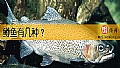 《鳟鱼有几种?》封面图