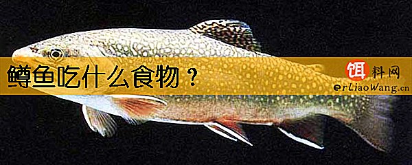 鳟鱼吃什么食物