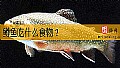 《鳟鱼吃什么食物?》封面图