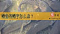 《鳟鱼的鳟字怎么读？》封面图