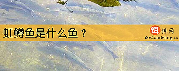 虹鳟鱼是什么鱼