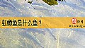 《虹鳟鱼是什么鱼？》封面图