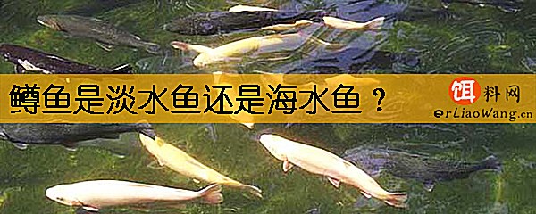鳟鱼是淡水鱼还是海水鱼