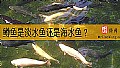 《鳟鱼是淡水鱼还是海水鱼？》封面图