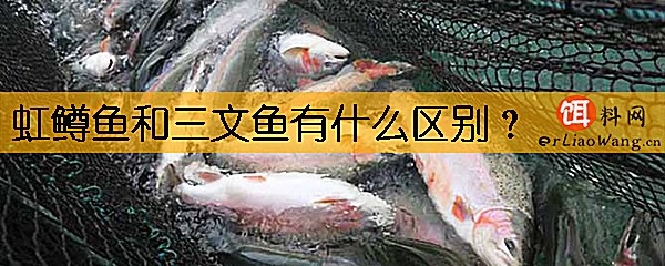 虹鳟鱼和三文鱼有什么区别