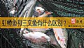 《虹鳟鱼和三文鱼有什么区别？》封面图