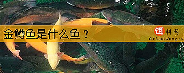 金鳟鱼是什么鱼