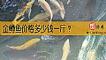 《金鳟鱼价格多少钱一斤？》封面图