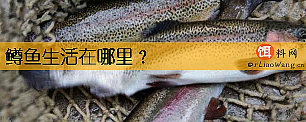鳟鱼生活在哪里