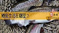 《鳟鱼生活在哪里？》封面图