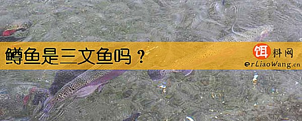 鳟鱼是三文鱼吗