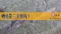 《鳟鱼是三文鱼吗？》封面图