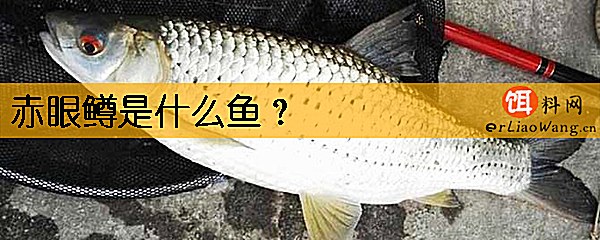 赤眼鳟是什么鱼