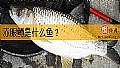 《赤眼鳟是什么鱼？》封面图