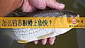 《怎么钓赤眼鳟上鱼快？》封面图