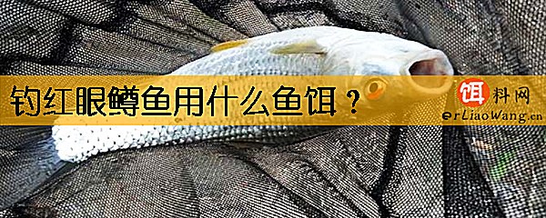 钓红眼鳟鱼用什么鱼饵