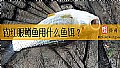 《钓红眼鳟鱼用什么鱼饵？》封面图