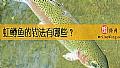《虹鳟鱼的钓法有哪些？》封面图