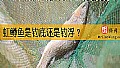 《虹鳟鱼是钓底还是钓浮？》封面图