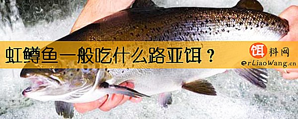 虹鳟鱼一般吃什么路亚饵