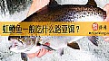 虹鳟鱼一般吃什么路亚饵？