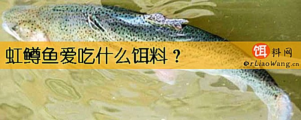 虹鳟鱼爱吃什么饵料