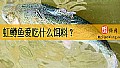 虹鳟鱼爱吃什么饵料？