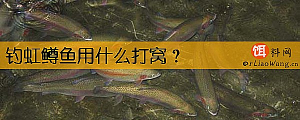 钓虹鳟鱼用什么打窝