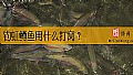 《钓虹鳟鱼用什么打窝？》封面图