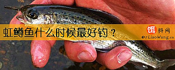 虹鳟鱼什么时候最好钓