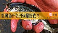 《虹鳟鱼什么时候最好钓？》封面图