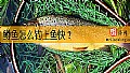 《鳟鱼怎么钓上鱼快？》封面图
