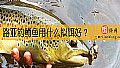 《路亚钓鳟鱼用什么拟饵好？》封面图