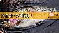 《鳟鱼用什么饵钓好？》封面图