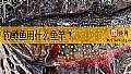 《钓鳟鱼用什么鱼竿？》封面图