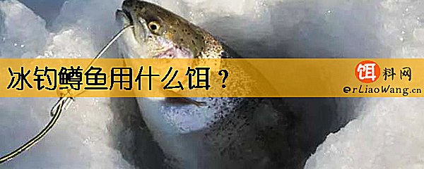 冰钓鳟鱼用什么饵