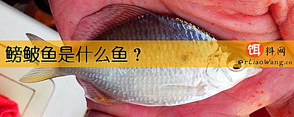 鳑鲏鱼是什么鱼
