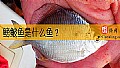 《鳑鲏鱼是什么鱼？》封面图