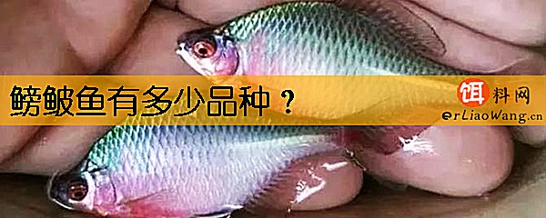 鳑鲏鱼有多少品种