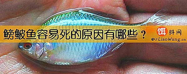 鳑鲏鱼容易死的原因有哪些