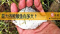 《最大的鳑鲏鱼有多大？》封面图
