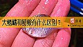 《大鳍鱊和鳑鲏有什么区别？》封面图