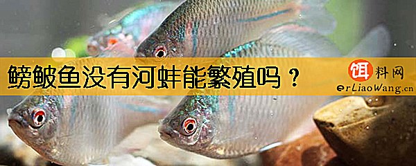 鳑鲏鱼没有河蚌能繁殖吗