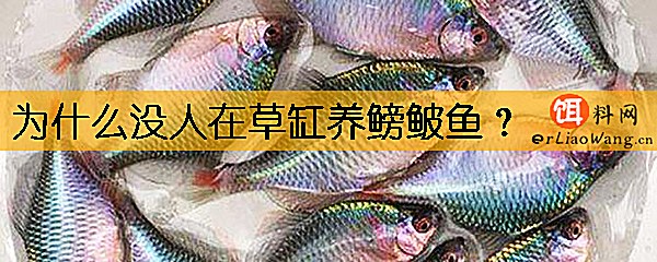 为什么没人在草缸养鳑鲏鱼