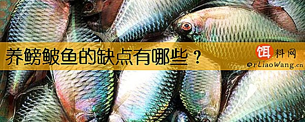 养鳑鲏鱼的缺点有哪些