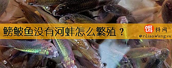 鳑鲏鱼没有河蚌怎么繁殖