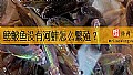 《鳑鲏鱼没有河蚌怎么繁殖？》封面图