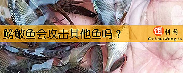 鳑鲏鱼会攻击其他鱼吗