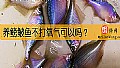 《养鳑鲏鱼不打氧气可以吗？》封面图