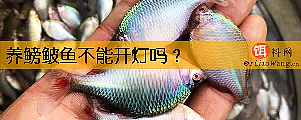 养鳑鲏鱼不能开灯吗